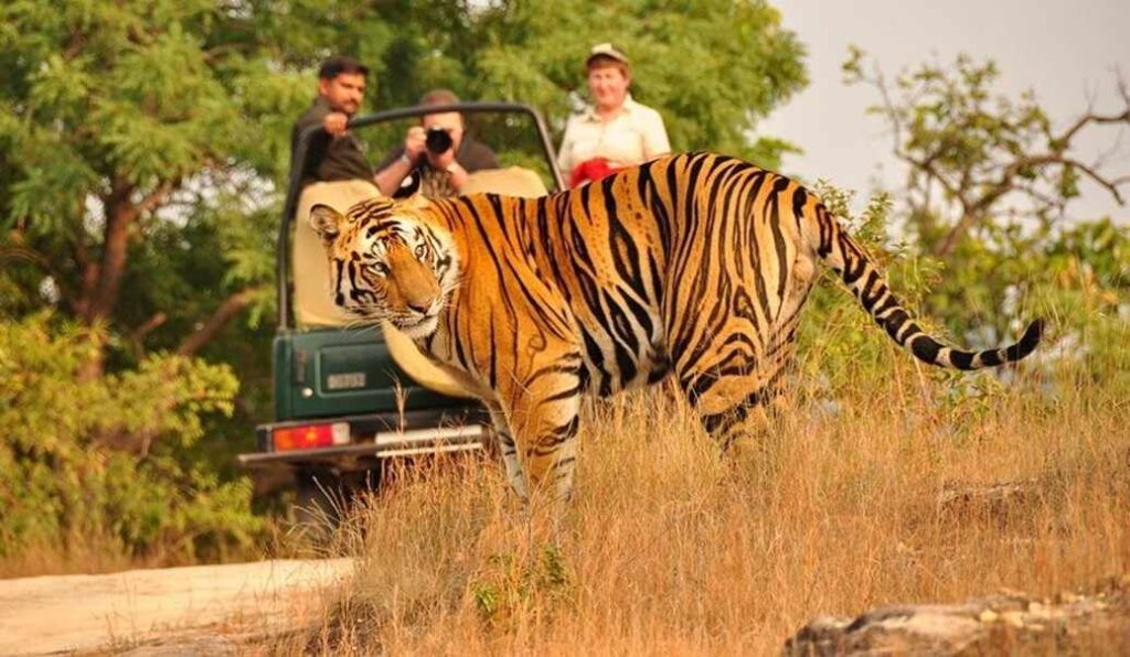 tiger jeep safari