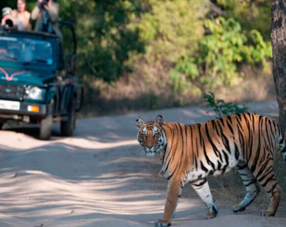 best-tiger-safari-in-india