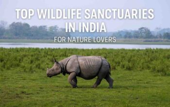 Top 10 Wildlife Sanctuaries in India