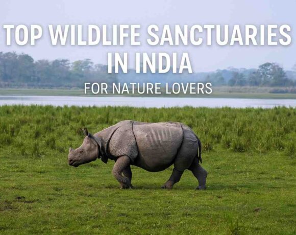 Top 10 Wildlife Sanctuaries in India