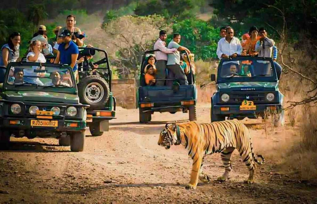 Bandhavgarh National Park