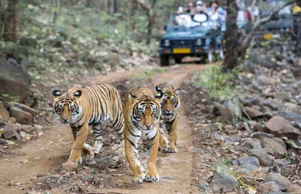 Jim Corbett National Park