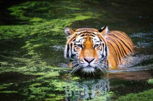 Kaziranga National Park, Assam
