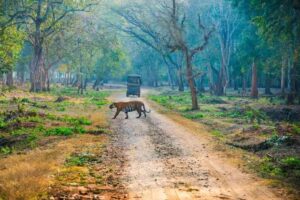 Nagarhole National Park, Karnataka