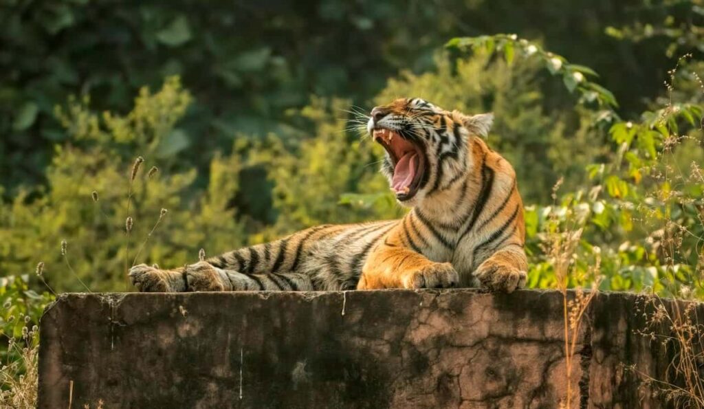 Pench National Park