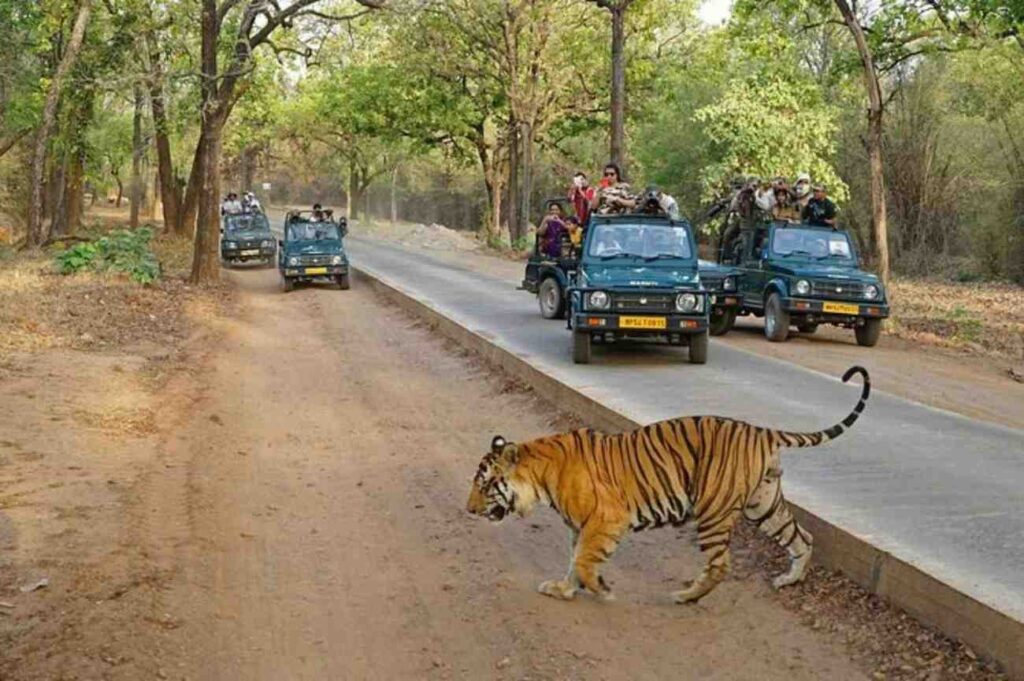 Ranthambore National Park, tiger safari through jeep