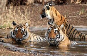 Satpura National Park, Madhya Pradesh