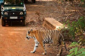 Tadoba-Andhari Tiger Reserve, Maharashtra