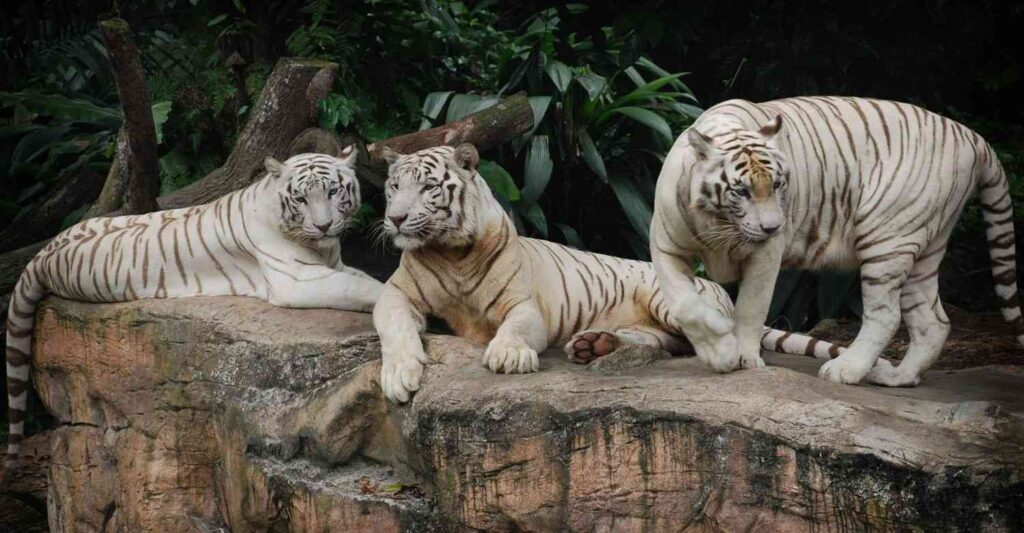 White Tigers in Rewa