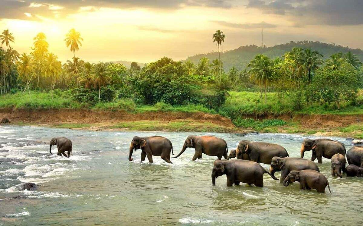 Wildlife and Nature Adventures of South India