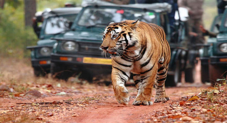 Bengal tiger walking through Ranthambhore National Park, Rajasthan — Golden Triangle wildlife extension safari
