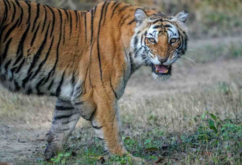Bengal tiger spotted on a Ranthambore National Park safari, India