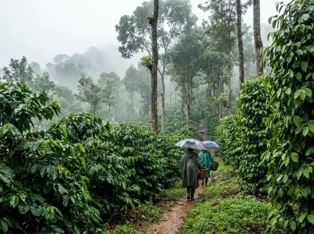 Coffee plantations in Coorg during monsoon