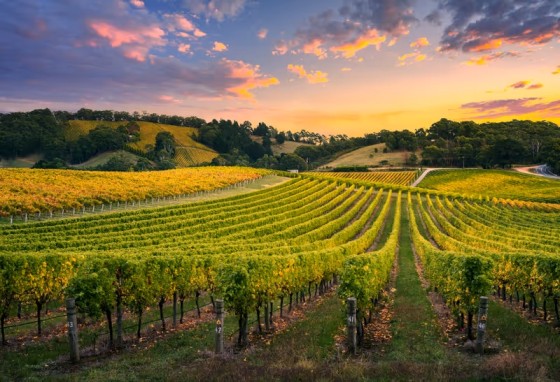 Sunset view over York Winery hilltop vineyard Nashik