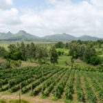 Rows of grapevines at a vineyard in Nashik, Maharashtra, India