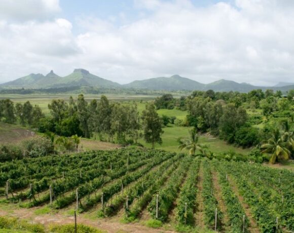 Rows of grapevines at a vineyard in Nashik, Maharashtra, India