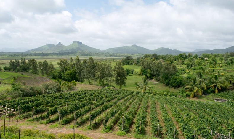 Rows of grapevines at a vineyard in Nashik, Maharashtra, India