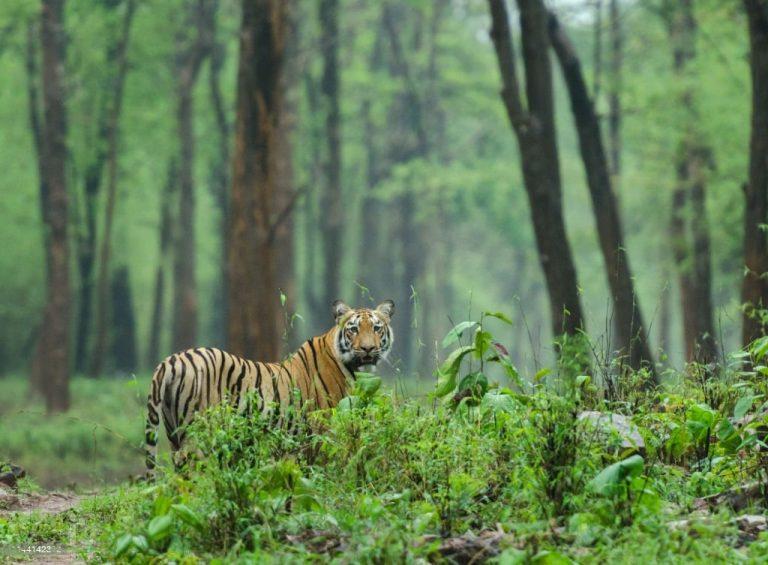 Bengal tiger in Ranthambore National Park after the monsoon rains