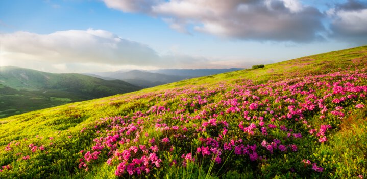 Valley of Flowers National Park blooming during monsoon in Uttarakhand