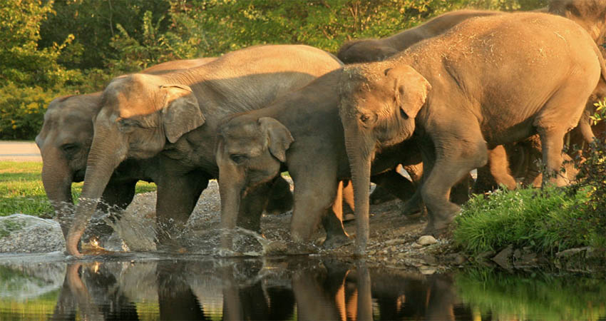 Group of elephant in the side of water spot- wildlife tour packages in india