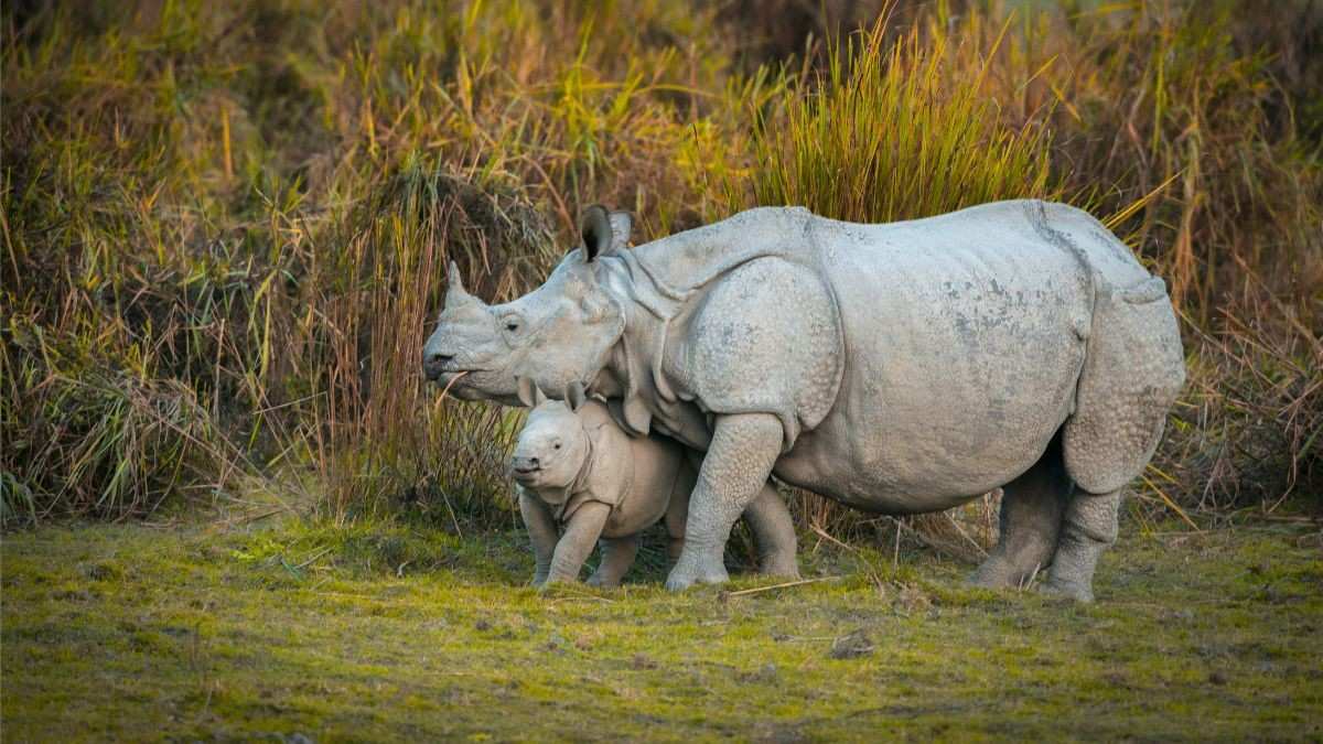 Kaziranga with Meghalaya