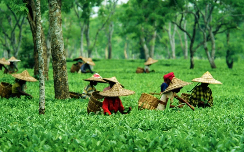 East India Travel Packages by YoYo Trips